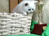 Британские котята, фотография 3