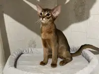 Абиссинский котёнок, фотография 2