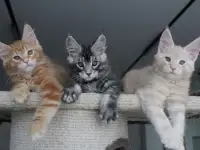 Мальчики мейн-куны., фотография 3
