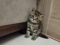 Шотландские котята, фотография 3