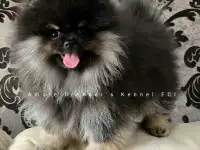 Померанский шпиц