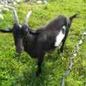 Свинья и поросята, фотография 7