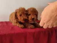 Щенки Той пуделя, фотография 3