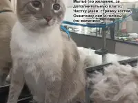 Грумер. Груминг, стрижка, линька собак и котов. Минск., фотография 5