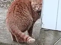 Пропал рыжий кот, фотография 8