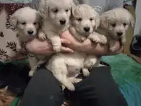 Щенки Золотистого Ретривера