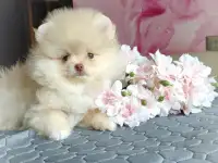 Померанский шпиц, щенки. Мини мишки, фотография 8