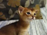 Продам котёнка абиссинской породы