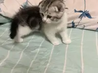 Шотландские котята, фотография 5