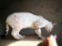 Бенгальские котята снежные барсы, фотография 12