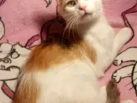 Трехцветная кошка Ванилька в самые добрые ручки!, фотография 6