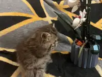 Котенок экзот, фотография 3