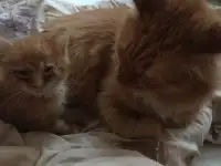 котята в дар, фотография 3