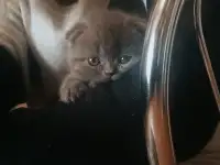 Продам британских котят, фотография 3