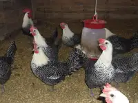 Куры несушки доставка по району