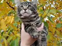 Питомник  Мейн кунов, фотография 2
