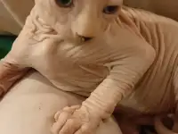 Котята канадского сфинкса, фотография 2