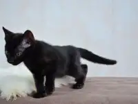 Бенгальские котята из питомника, фотография 7