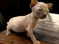 Котята канадского сфинкса, фотография 4