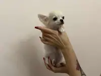 Высокопородная чихуахуа