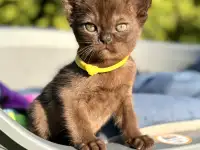 Котёнок Европейской бурмы, фотография 5