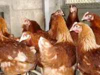 куры несушки  доставка по району