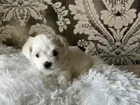 Мальтийская болонка мини, фотография 9