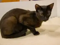 Черная кошечка котенок Фелиция в поисках семьи и дома!, фотография 3
