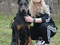 Продам щенков добермана, фотография 4