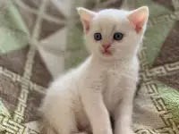 Шотландские котята, фотография 4