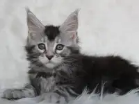 Кошечка породы мейн-кун.
