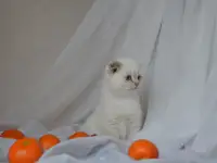 Шотландские котята, фотография 2