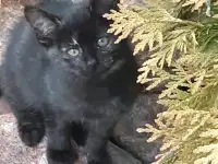 Отдам в хорошие руки., фотография 4