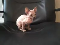 Канадский сфинкс котята, фотография 3
