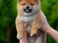 Щенки сиба инушиба