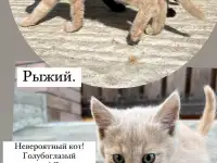 Котёнок (1 мес) в дар, фотография 6