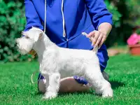 Цвергшнауцер белый, фотография 2