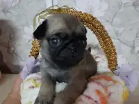 Продаются щенки мопса, фотография 4