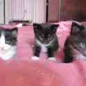 Отдам котят бесплатно, фотография 5