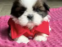 Ши тцу щенки из питомника