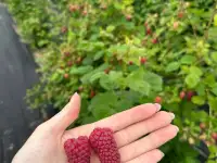 Кусты малины Пшехиба, фотография 4