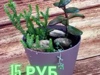 цветы комнаные, фотография 2