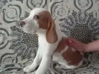 Щенок бигля, фотография 2