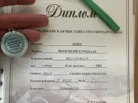 Щенки Курцхаара, фотография 11
