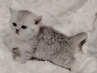 Шотландские котята., фотография 4