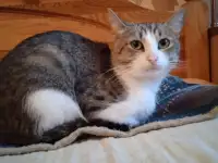 Отдадим отличного молодого кота.