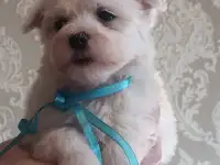 Мальтийской болонки щенки, фотография 2