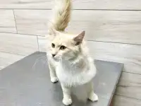 Мозырь. Котик Беня ищет ответственных и заботливых хозяев!, фотография 3