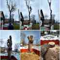 Спилить дерево с помощью альпинистов + скидка!, фотография 3