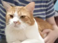 Рыжий котик Бонечка ищет дом и любящую семью!, фотография 7